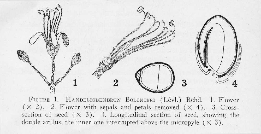 Hippocastanaceae Handeliodendron bodinieri