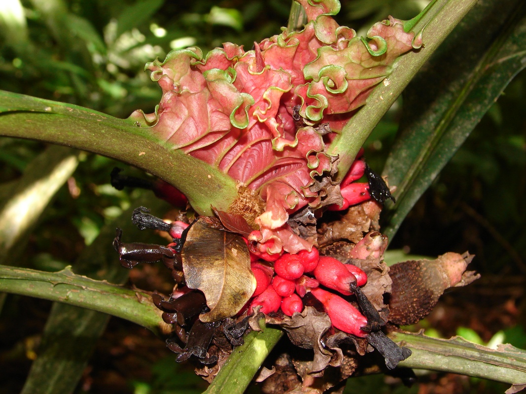 Rubiaceae Pentagonia pinnatifida