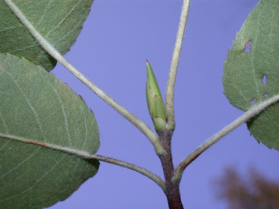 Betulaceae Carpinus caroliniana