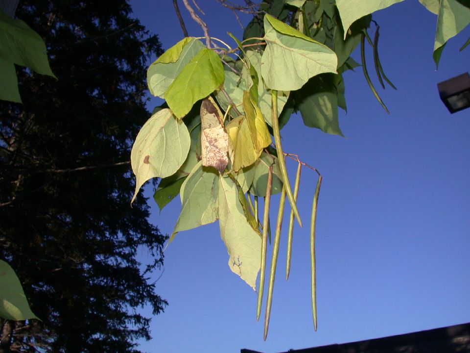 Bignoniaceae Catalpa bignonioides