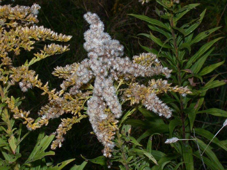 Asteraceae Solidago canadensis