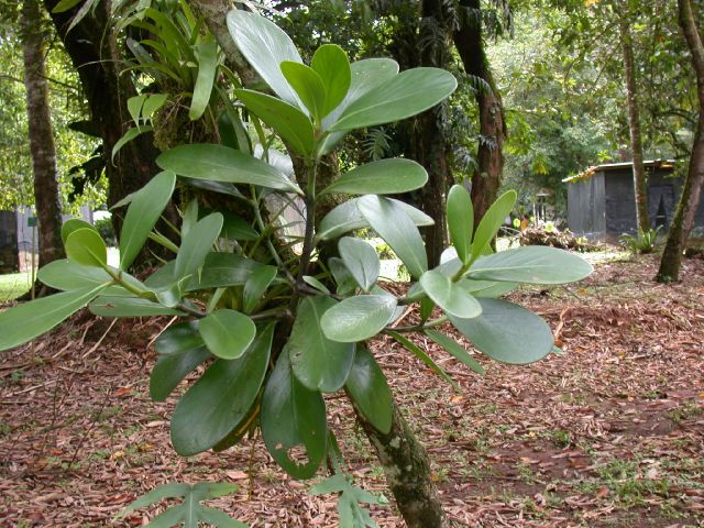 Clusiaceae Clusia 