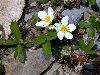 image of Fragaria virginiana