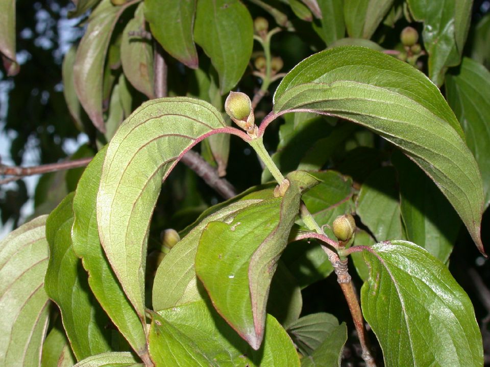 Cornaceae Cornus mas