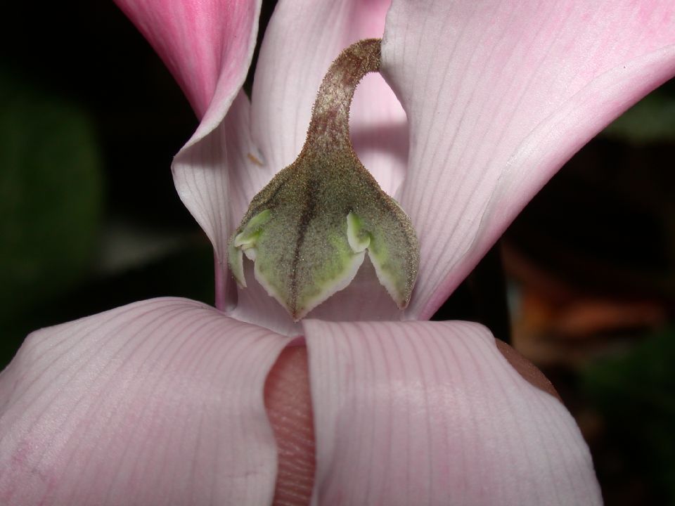 Primulaceae Cyclamen 
