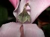 image of Cyclamen 