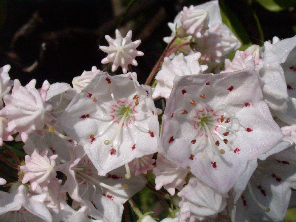 Ericaceae Kalmia latifolia