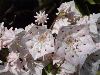 image of Kalmia latifolia