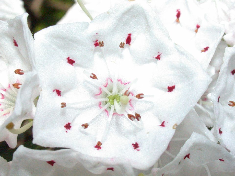 Ericaceae Kalmia latifolia