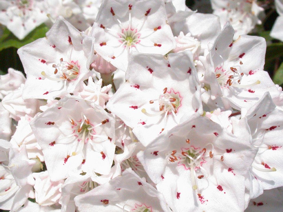 Ericaceae Kalmia latifolia