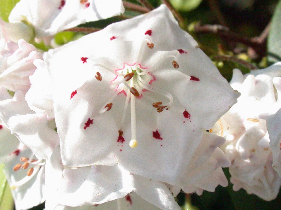 Ericaceae Kalmia latifolia