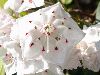 image of Kalmia latifolia