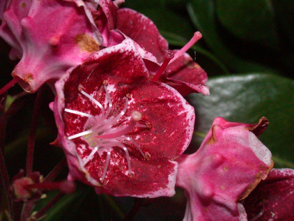 Ericaceae Kalmia 