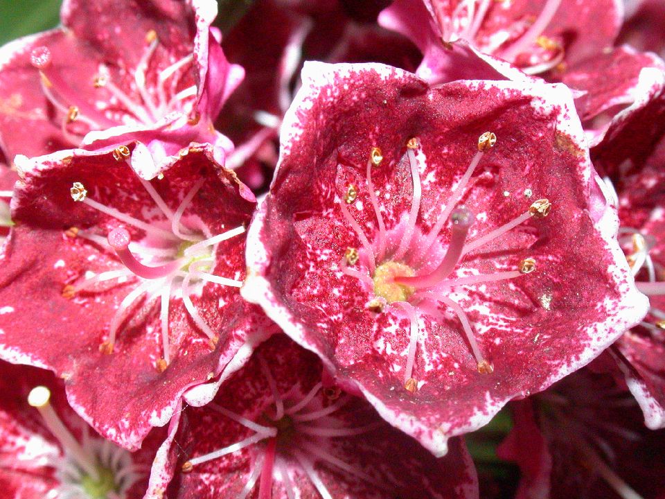 Ericaceae Kalmia 