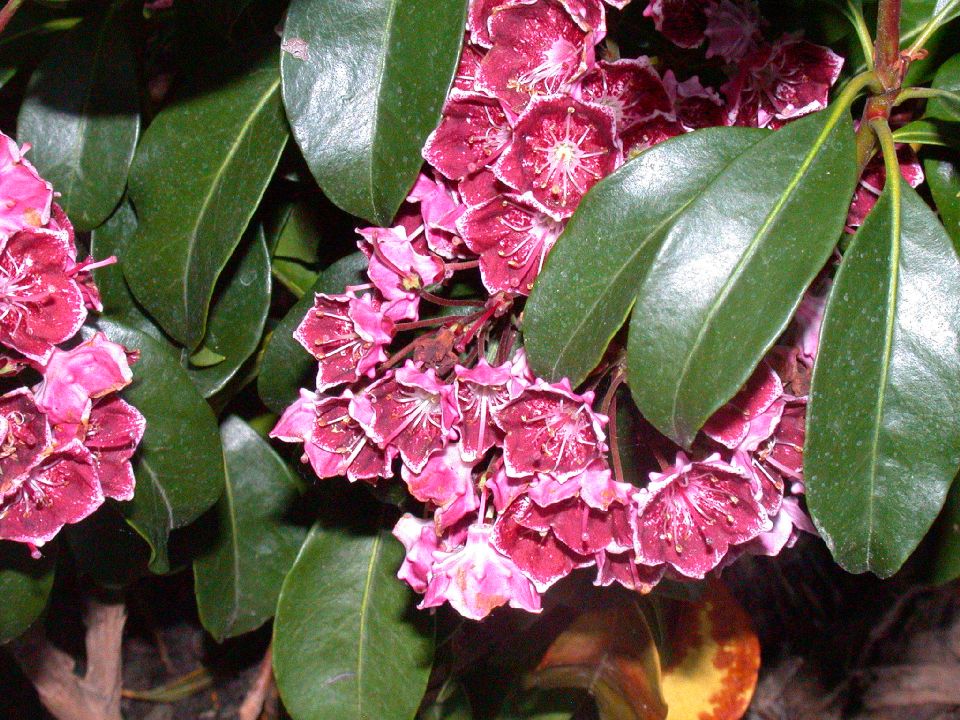 Ericaceae Kalmia 