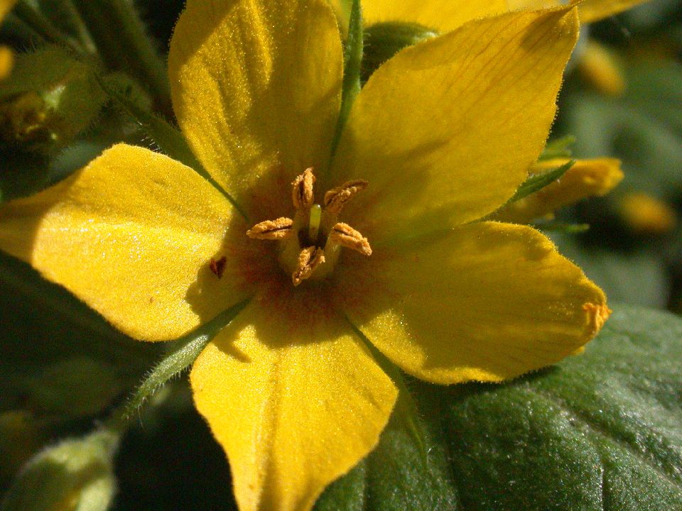 Primulaceae Lysimachia punctata