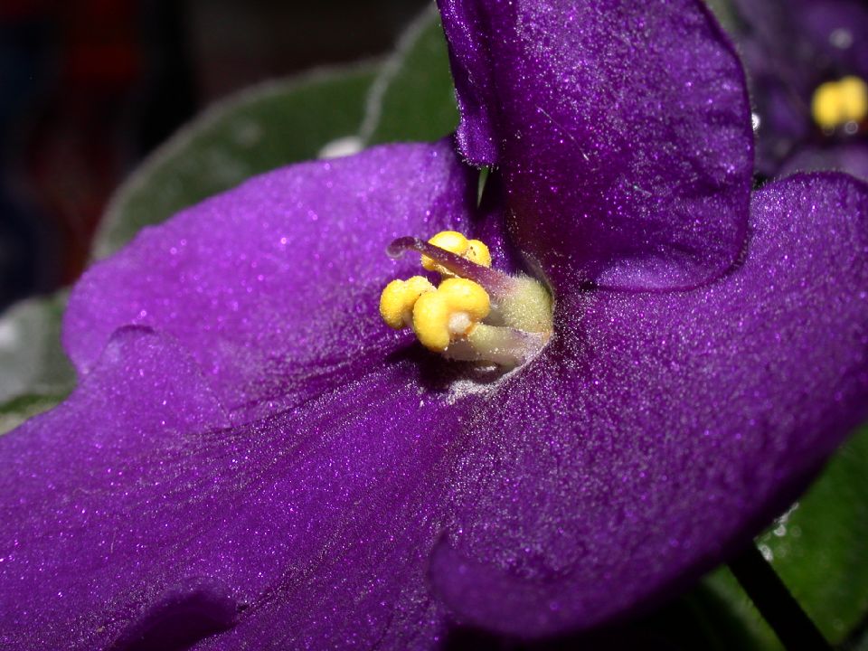 Gesneriaceae Saintpaulia 