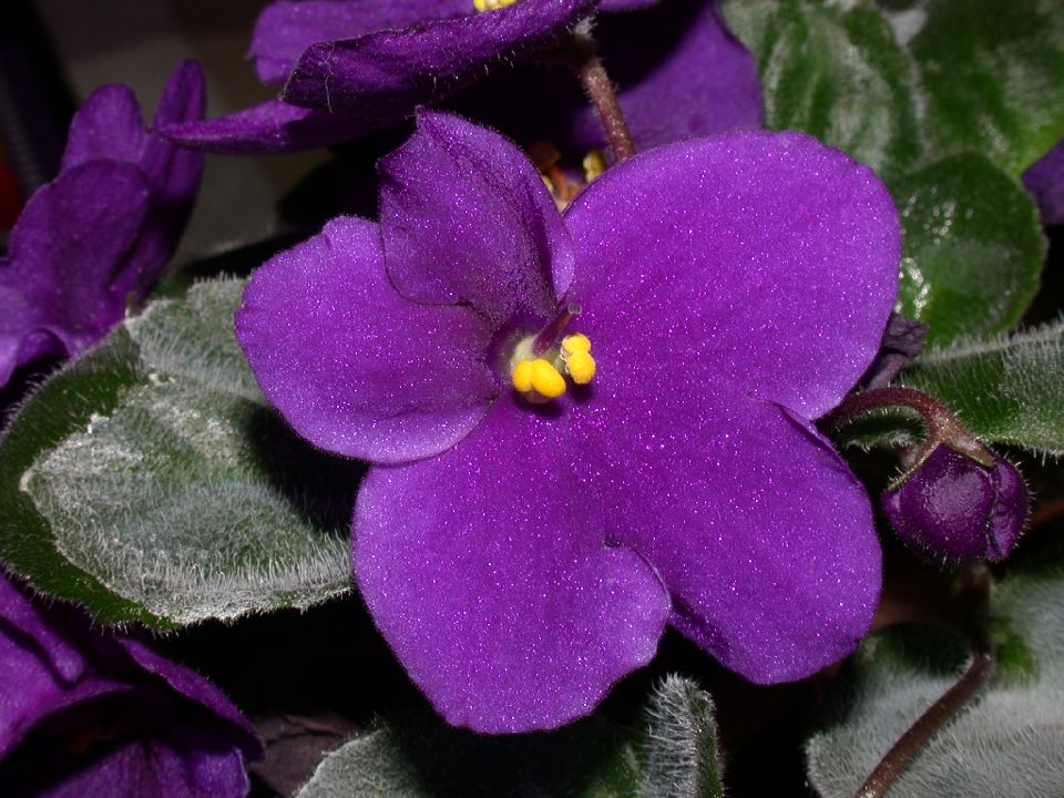 Gesneriaceae Saintpaulia 