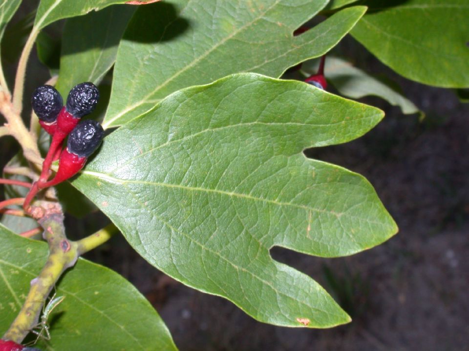 Lauraceae Sassafras albidum