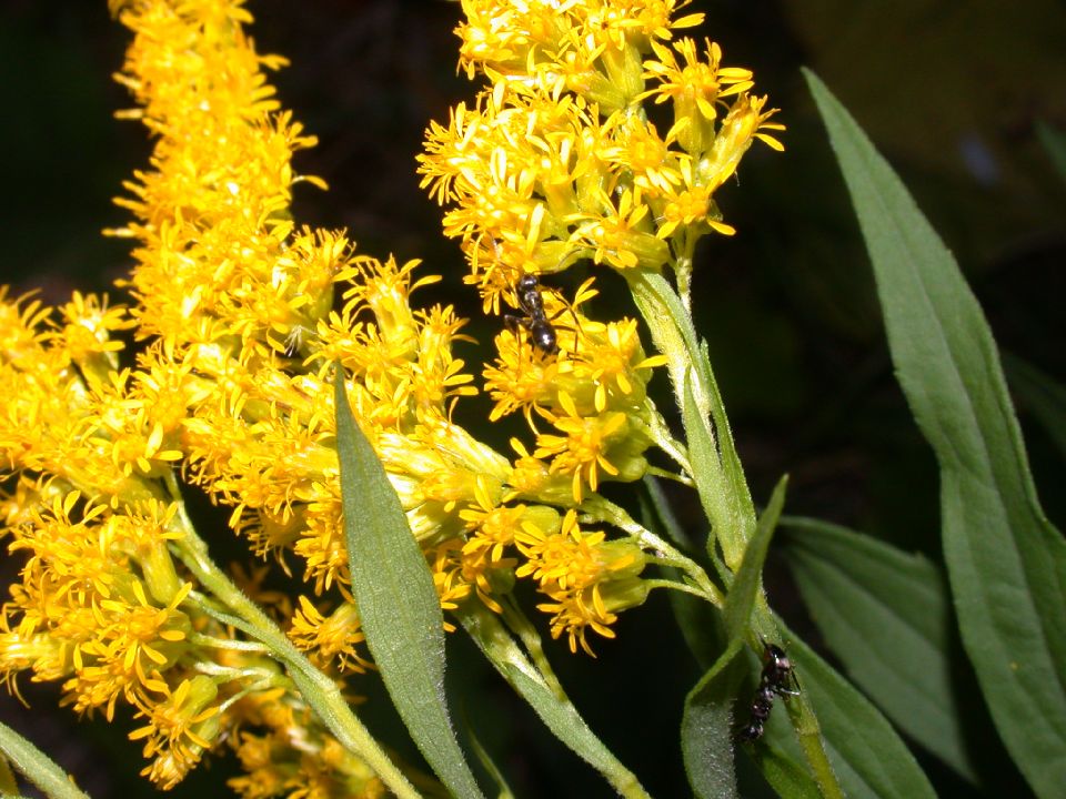 Asteraceae Solidago canadensis