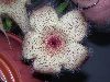 image of Stapelia 