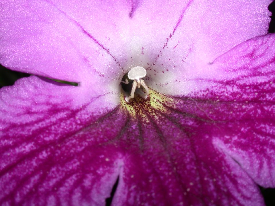 Gesneriaceae Streptocarpus 