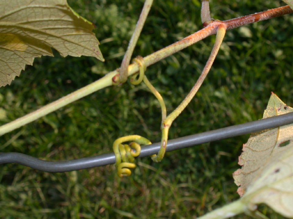 Vitaceae Vitis labrusca