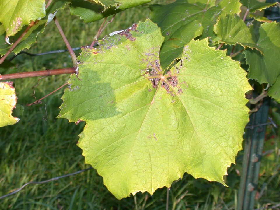 Vitaceae Vitis labrusca