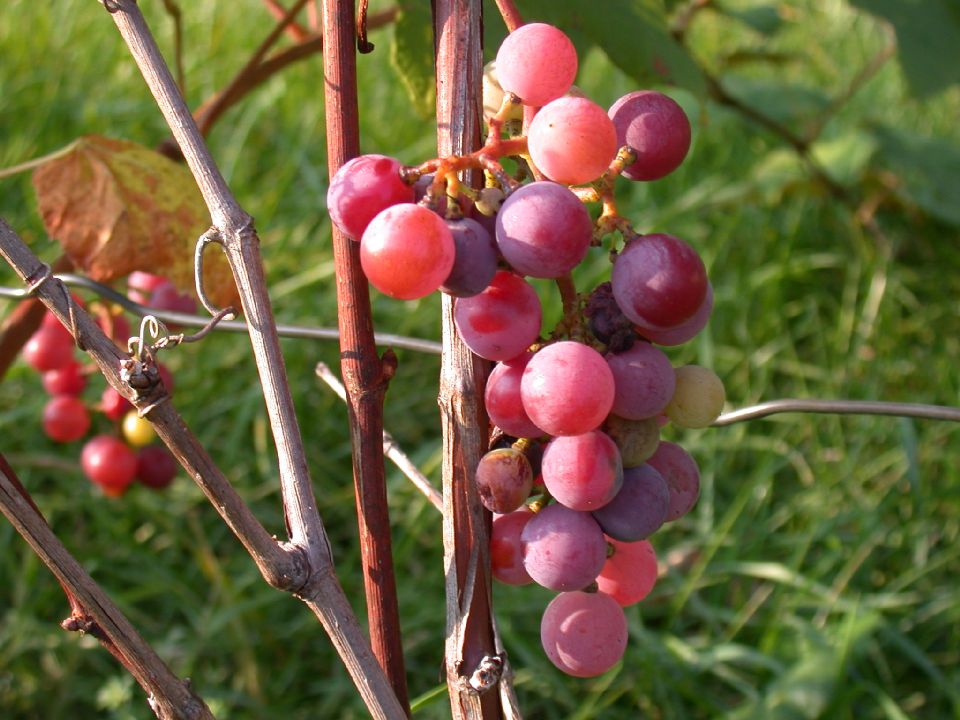 Vitaceae Vitis labrusca