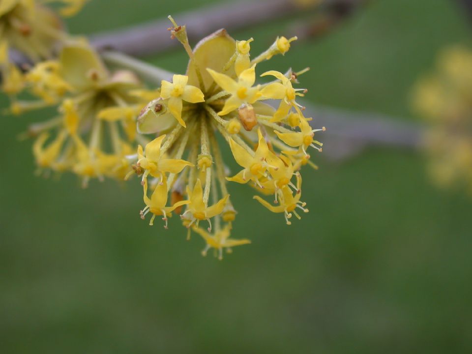 Cornaceae Cornus mas