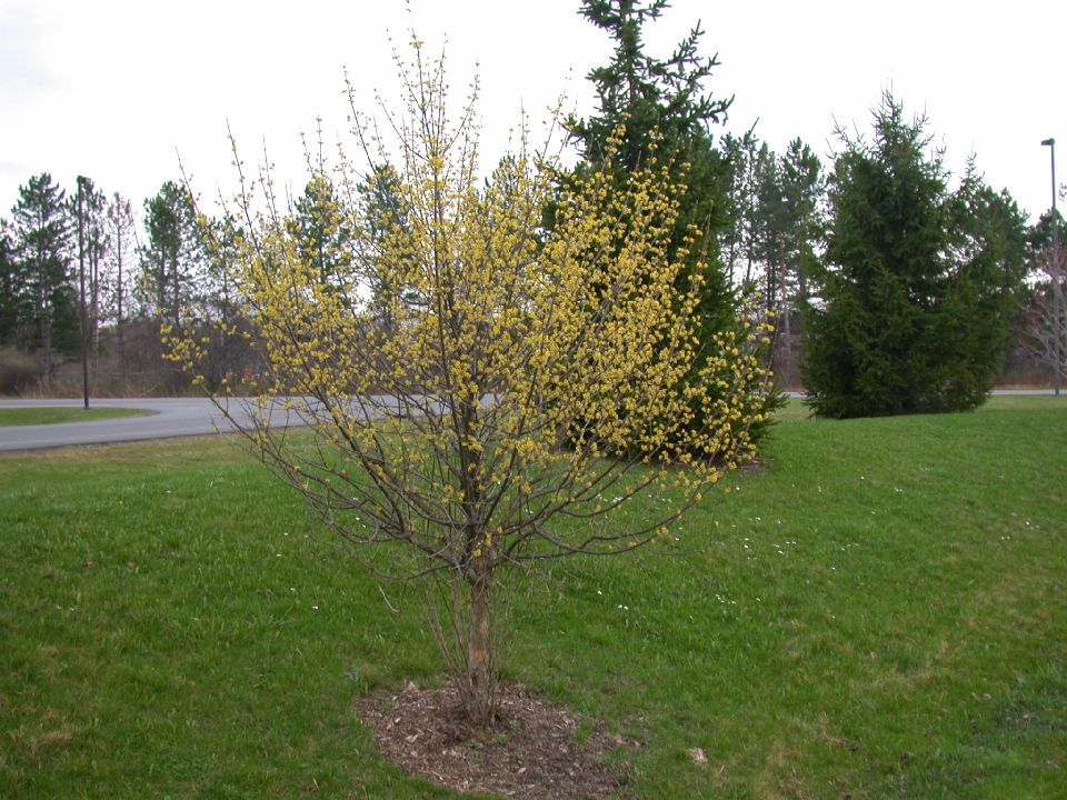 Cornaceae Cornus mas