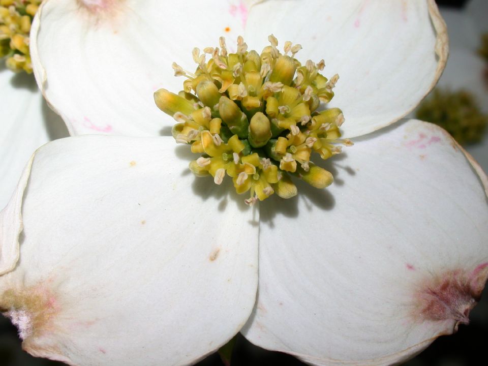 Cornaceae Cornus florida