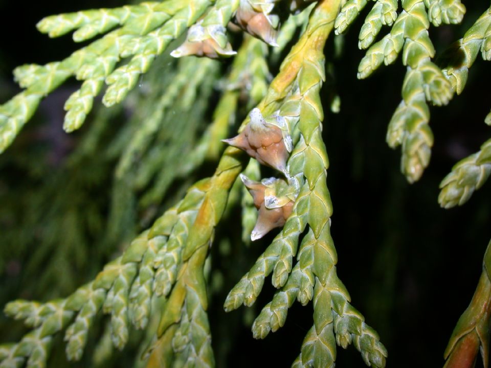 Cupressaceae Callitropsis nootkatensis