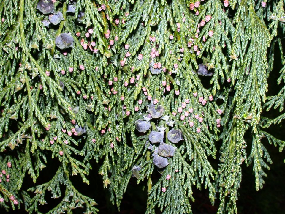 Cupressaceae Callitropsis nootkatensis