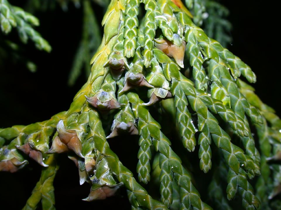 Cupressaceae Callitropsis nootkatensis