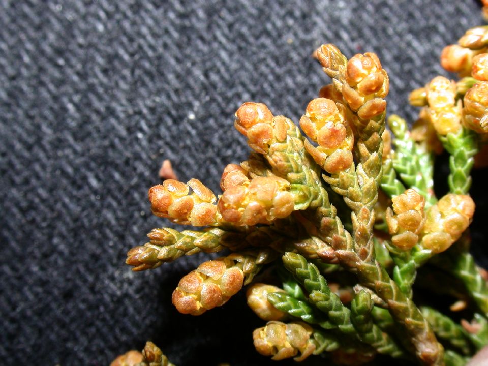 Cupressaceae Juniperus virginiana