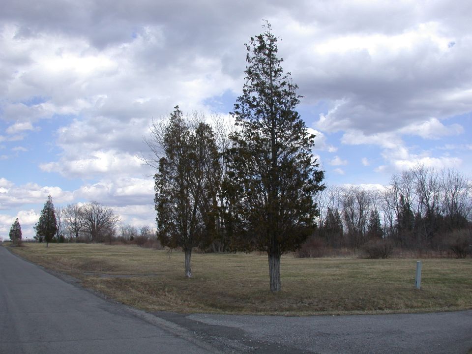 Cupressaceae Juniperus virginiana