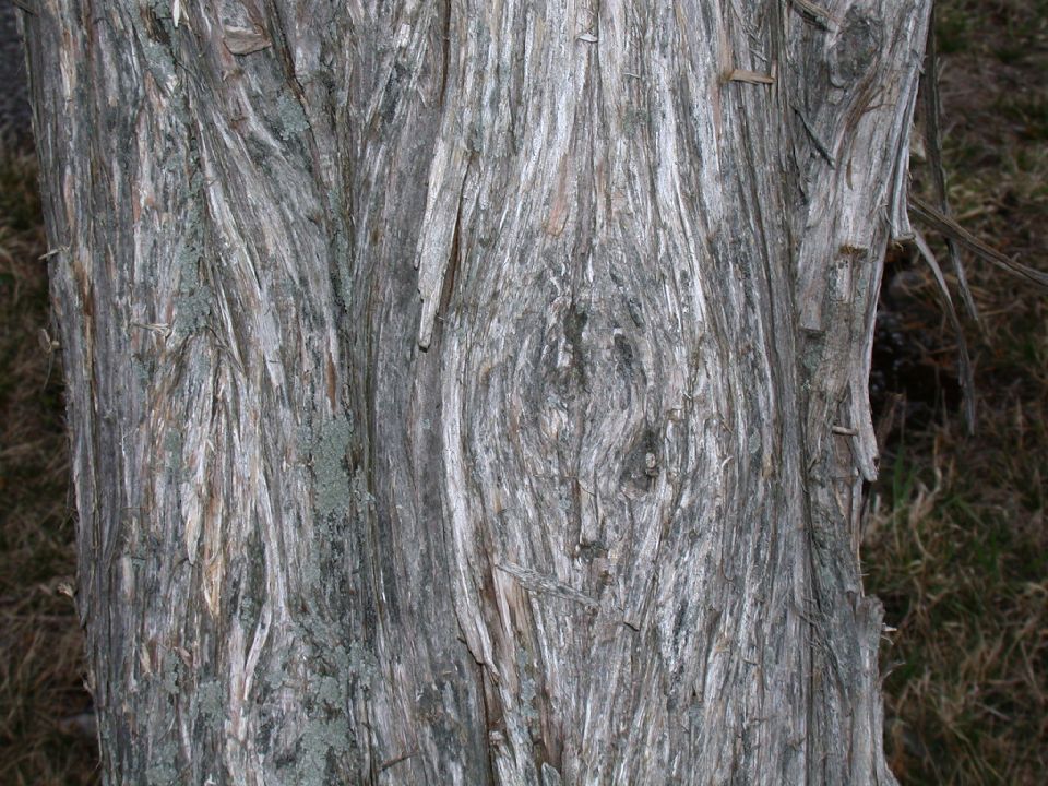 Cupressaceae Juniperus virginiana