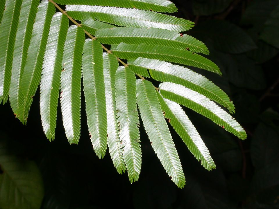 Fabaceae Pentaclethra macroloba