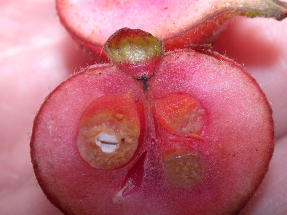 Monimiaceae Siparuna 