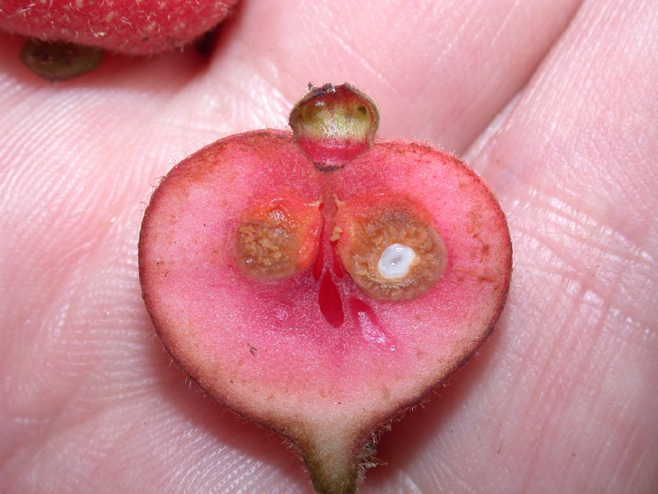 Monimiaceae Siparuna 