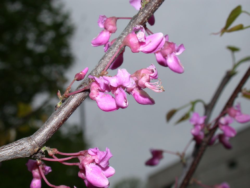 Fabaceae Cercis canadensis