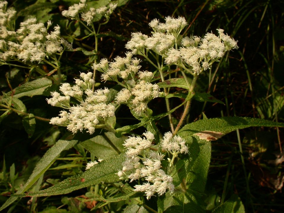 Asteraceae Eupatorium perfoliatum