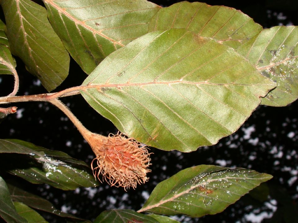 Fagaceae Fagus sylvatica