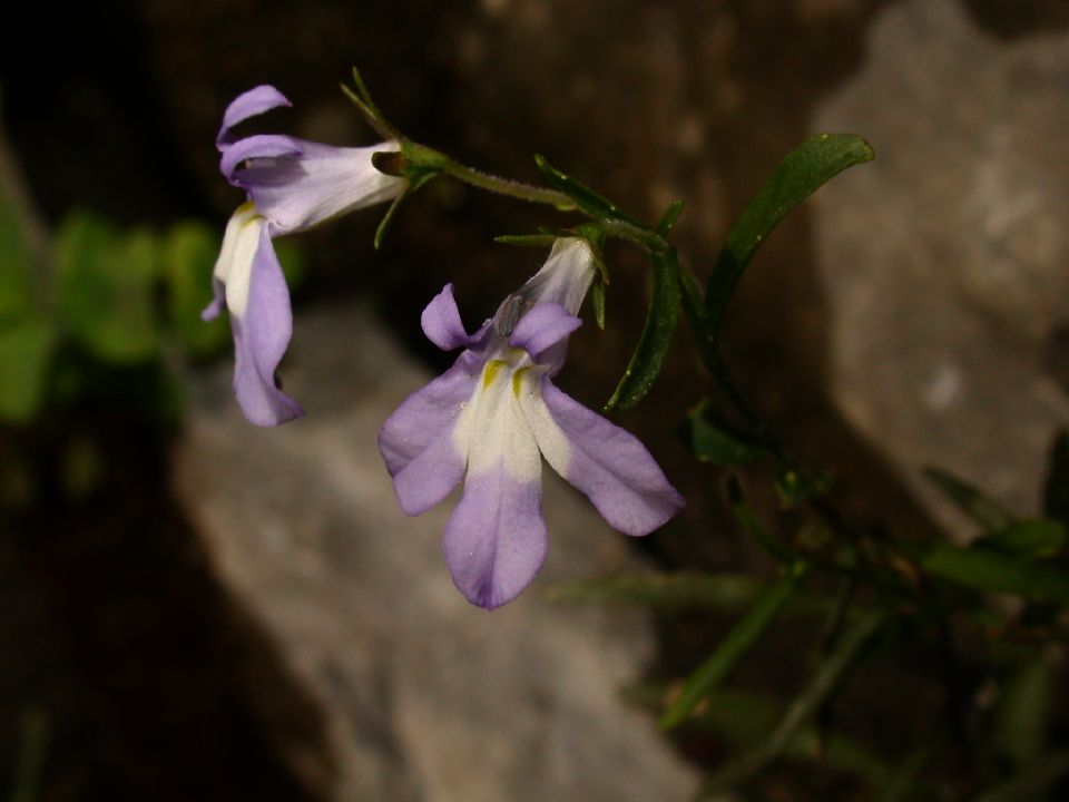Campanulaceae Lobelia kalmii