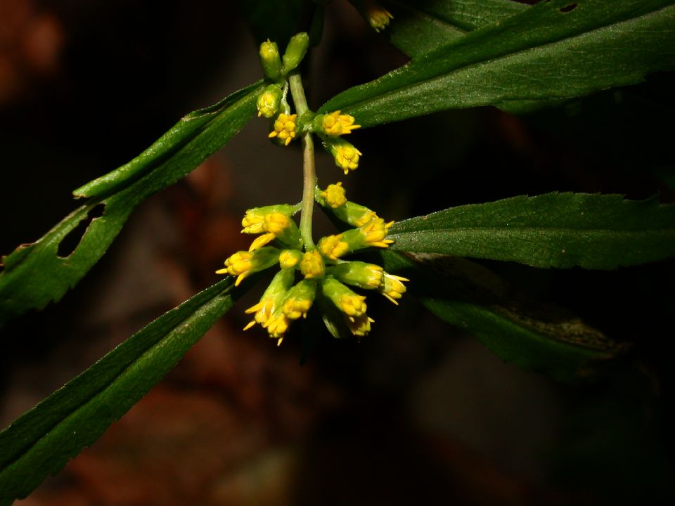 Asteraceae Solidago caesia