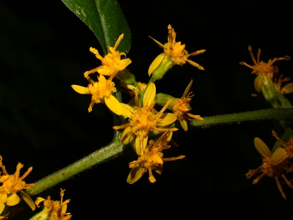 Asteraceae Solidago caesia