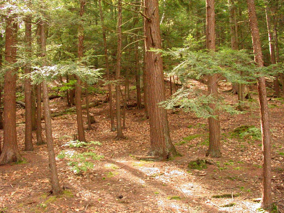 Pinaceae Tsuga canadensis