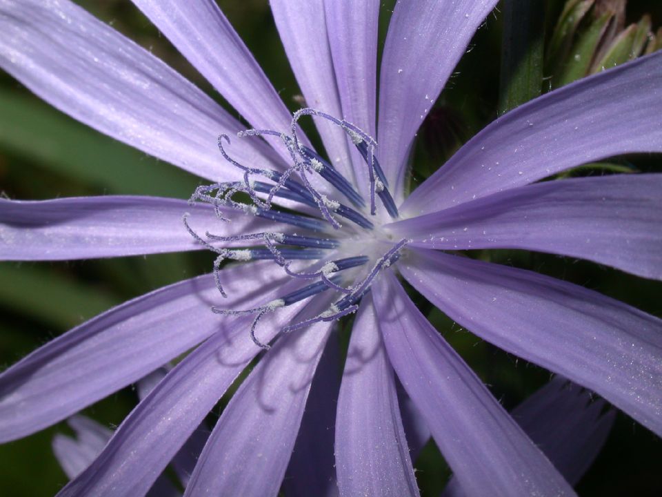 Asteraceae Cichorium intybus