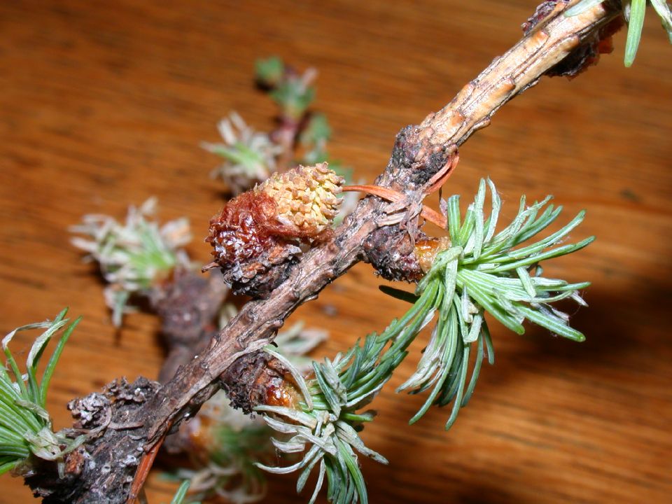 Pinaceae Larix 